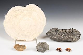 Study Group of Fossils