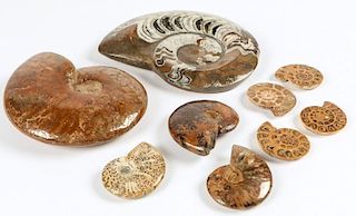 Study Group of Polished Ammonites