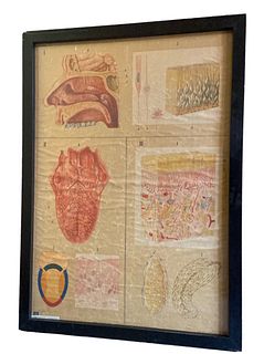 Large Antique German Anatomy Medical Chart Illustration 