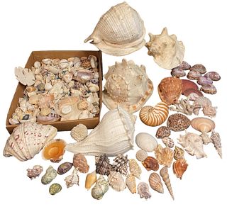 Large Conch and  Seashell Collection 
