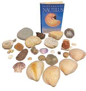 Collection Nautilus, Geodes, Seashell 
