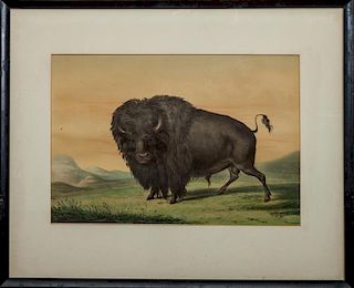 George Catlin (1796-1872): Buffalo Bull Grazing, Plate 2 from North American Indian Portfolio