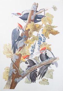 J.J. Audubon Pileated Woodpecker Print
