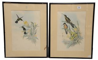 A Pair of John Gould 1804-1881 Hummingbirds