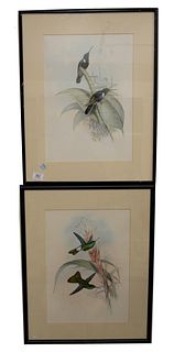 A Pair of John Gould (1804-1881) Lithographs