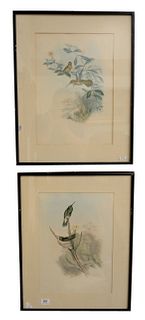 A Pair of John Gould Hummingbirds 1804-1881