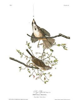 John James Audubon (After) - Song Sparrow