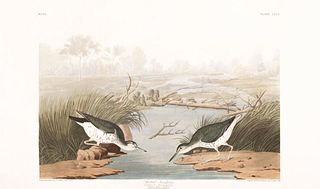 John James Audubon (After) - Spotted Sandpiper