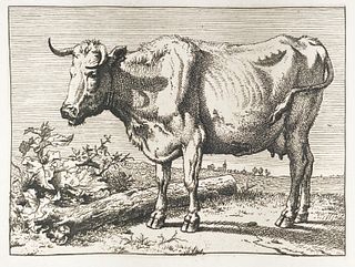 Paulus Potter - Standing Cow