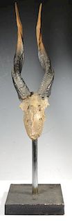 Composite Antelope Skull & Horns