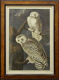 After J.J. Audubon (American, 1785-1851) - Print