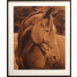 Michael Eastman, large equestrian photograph