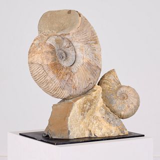 Huge double ammonite fossil specimen