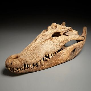 Large crocodile skull specimen