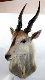 Eland antelope mount