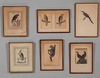 European and American Schools, 18th/19th Century, Seven Framed Prints: Five Birds of Prey including two by George Edwards (Br