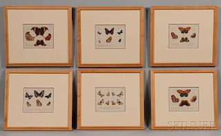 Carl Gustav Jablonsky (German, 1756-1787), Six Framed Engravings of European Butterfly Species: Archontes (2), Dictatores (2)