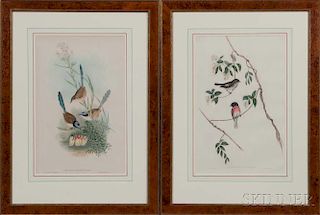 John Gould (British, 1804-1881) and Henry Constantine Richter (British, 1821-1902), Two Framed Lithographs of Birds: Erythrod