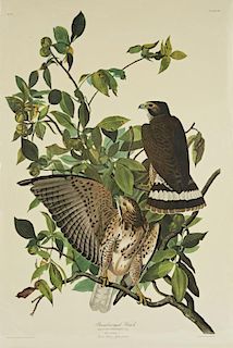 John James Audubon (1785-1851), "Broad-winged Hawk