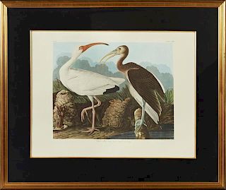 John James Audubon (1785-1851), "White Ibis," No.