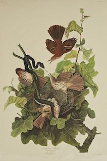 John James Audubon (1785-1851), "Ferriginous Thrus