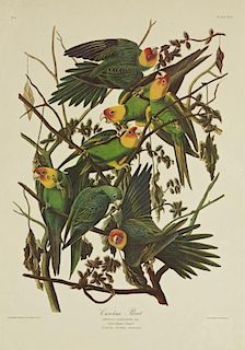 John James Audubon (1785-1851), "Carolina Parrot,"