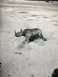Peter Hill Beard, Captured Rhino, 1960s