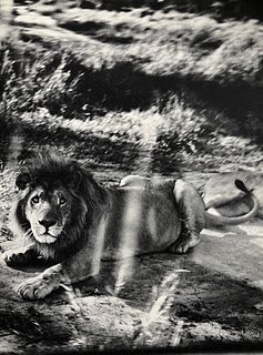 Peter Hill Beard, Lion, 1960s