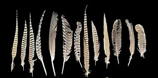 Authentic Bird Feathers