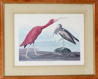 R. Havell Engraved Colored Print, Scarlet Ibis
