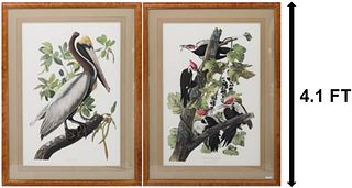 R. Havell Pair of Engraved Colored Bird Prints