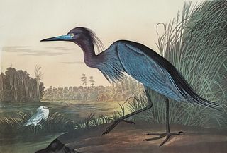 Audubon Blue Crane or Heron Amsterdam Edition