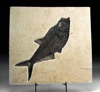 Fossilized Diplomystus Fish from Green River Formation