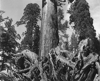 Ansel Adams Redwood Roots And Tree Mariposa Grove in Yosemite 1944