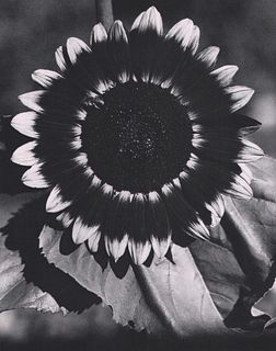 EDWARD STEICHEN - A Bee on a Sunflower, 1930's