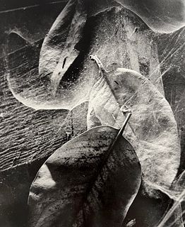 Wynn Bullock, Untitled, 1960's