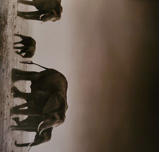 Nick Brandt, Elephant Exodus I, Amboseli, 2004