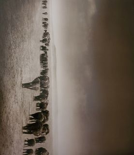 Nick Brandt, Elephant Exodus II, Amboseli, 2004