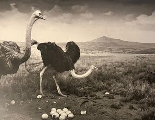 Hiroshi Sugimoto "Ostrich-Wart Hog" Print.
