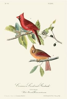 John James Audubon "Common Cardinal Grosbeak" Offset Lithograph