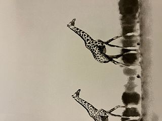 Peter Beard "Giraffes" Print.
