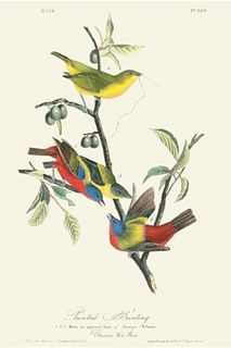 John James Audubon "Painted Bunting" Offset Lithograph