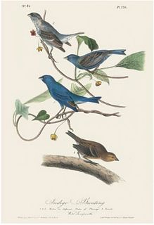John James Audubon "Indigo Bunting" Offset Lithograph