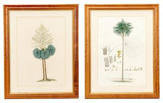 Two British Hand Colored Botanical Lithographs
