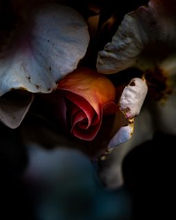 FERNANDO SOCORRO, The Beauty of Decay: Roses I; California State Capitol Park International World Peace Rose Garden. Sacramento, 04-26-21.