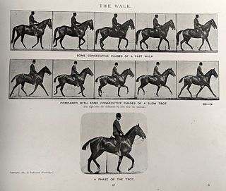 [PHOTOGRAPHY, NATURAL HISTORY] Animals in Motion: An Electro-Photographic Investigation of Consecutive Phases of Animal Progressive Movements.