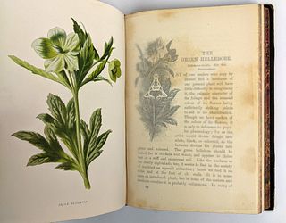 [NATURAL HISTORY] Familiar Wild Flowers (3 Volumes, Third to Fifth Series)