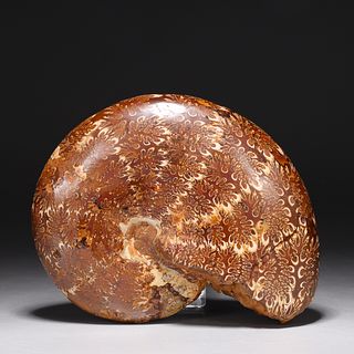 Fossilized Dendritic Moroccan Ammonite