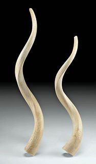 Pair of African Kudu Antelope Inner Horn Core Bones