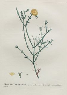 Pierre Joseph Redoute - Mesmbryanthemum genuculiflorum